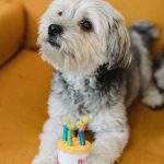 Come preparare una torta per cani fatta in casa: Delizia Gustosa e Salutare per il tuo Fedele Amico