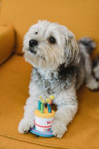Come preparare una torta per cani fatta in casa: Delizia Gustosa e Salutare per il tuo Fedele Amico